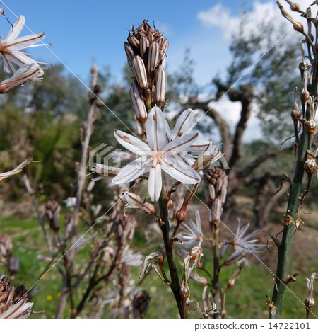 Wild Hyacinth · Part 1 14722101