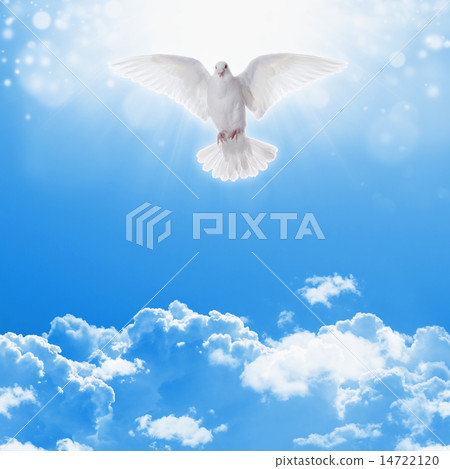 White dove in skies 14722120