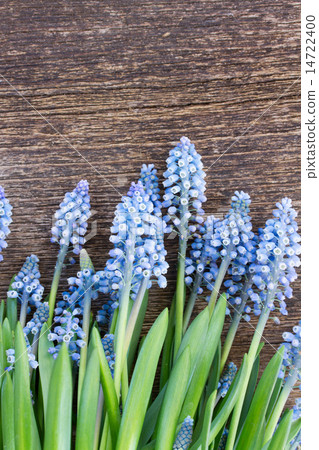 Muscari flowers on table Muscari flowers on table 14722400