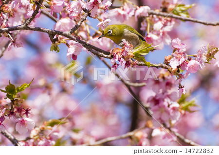 Kawazu cherry tree and mezzo Kawazu cherry tree and mezzo 14722832