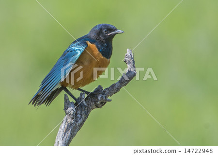 Tanzania Safari Africa Asuka Watemlimq 14722948