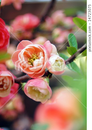 Blooming flowers in full bloom soon Blooming flowers in full bloom soon 14723075