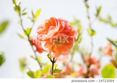 Blurred flowers 14723084