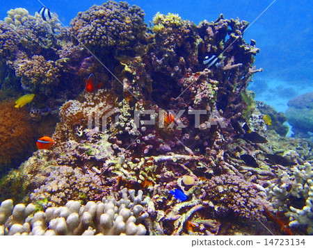 Coral and tropical fish Coral and tropical fish 14723134
