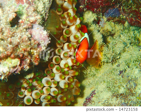Anemone fish of Miyakojima 14723158