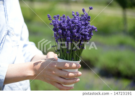 薰衣草採摘 14723191