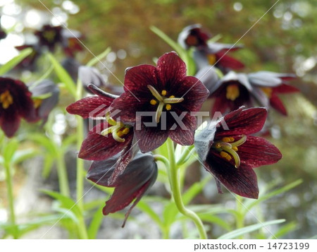 Black lily 14723199