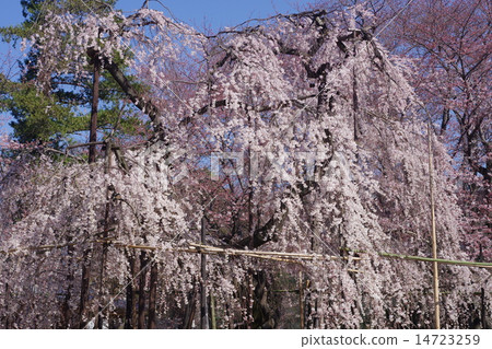 Honma山Kobo寺的Futsuki櫻桃樹 Honma山Kobo寺的Futsuki櫻桃樹 14723259