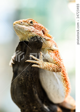 圖庫照片: bearded dragon or pogona vitticeps