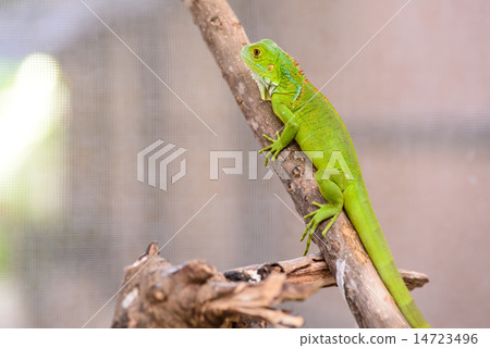 Green iguana (Iguana iguana) Green iguana (Iguana iguana) 14723496