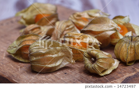 physalis physalis 14723497