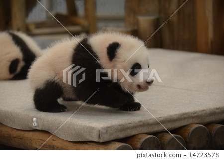 Baby panda Baby panda 14723578