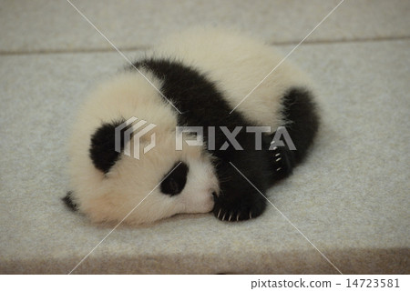 小熊貓 小熊貓 14723581