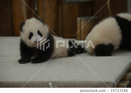 Baby panda Baby panda 14723586