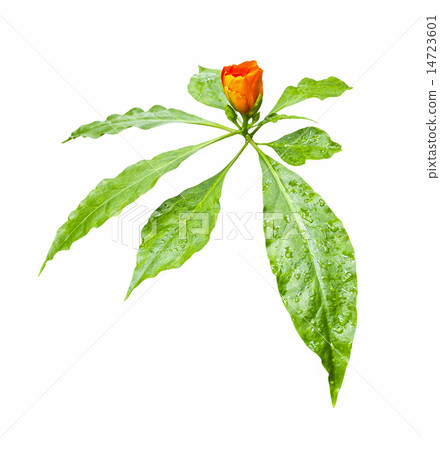 Orange flower with green leaf in drops of water Orange flower with green leaf in drops of water 14723601