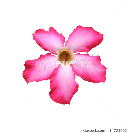 Beautiful pink adenium desert rose 14723602