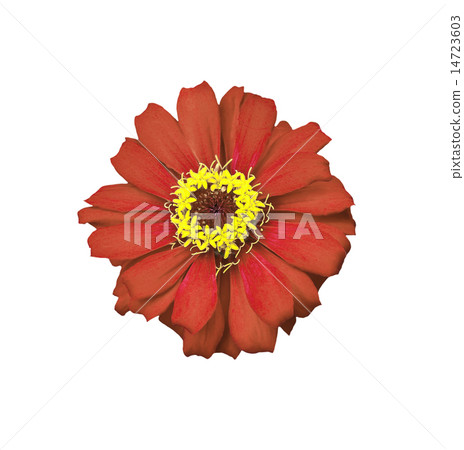 Beautiful red flower on white 14723603