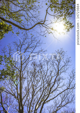 Forest tree and sunlight Forest tree and sunlight 14723664