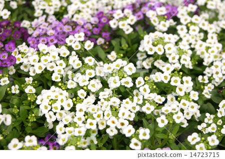 Pastel color Sweet Alyssum 14723715