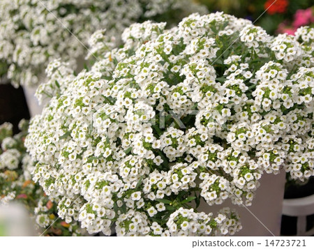 Pure white sweet alicum (potted plant) 14723721