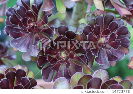 Aeoumu black actor in the summer 14723778