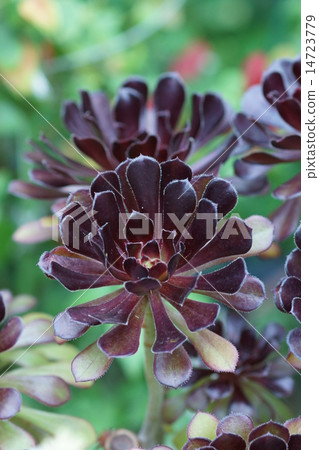 Aeoumu black actor in the summer Aeoumu black actor in the summer 14723779