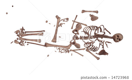 skeleton skeleton 14723968