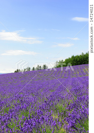Hakodate Nakafurano Town Ayaka no Sato薰衣草花園 14724021