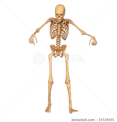 skeleton skeleton 14724035