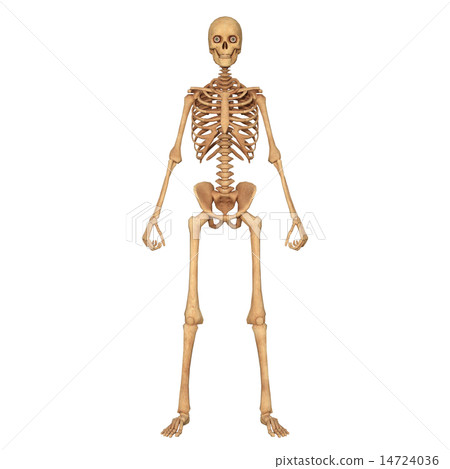 skeleton skeleton 14724036
