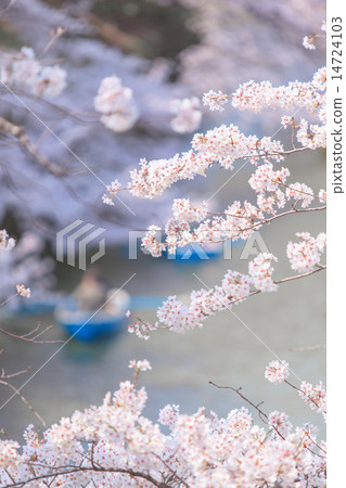 船和櫻花觀賞 14724103