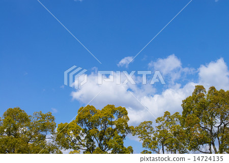 藍天和新綠色 藍天和新綠色 14724135