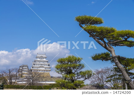 Pine and Himeji castle 14724200