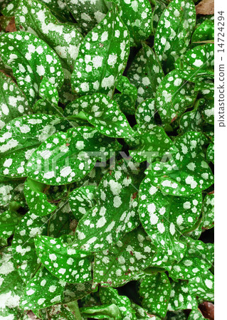 Leaves of a Pulmonaria saccharata background 14724294