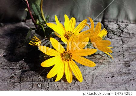 Jerusalem artichoke flower Jerusalem artichoke flower 14724295