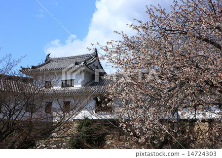 姬路城Nishinomaru和櫻花 14724303