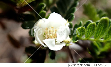 Tachinenome (Ogasawara Islands Chichijima) 14724328