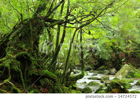 Shiratani Yunizu Gorge 14724572