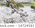cherry blossom, cherry tree, entrance ceremony 14724581