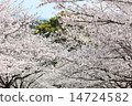 cherry blossom, cherry tree, entrance ceremony 14724582