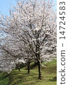 cherry blossom, cherry tree, entrance ceremony 14724583