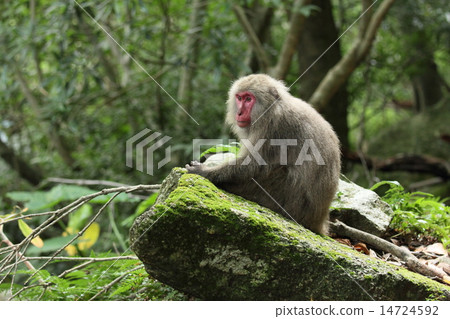 Yakusa Monkey Yakusa Monkey 14724592