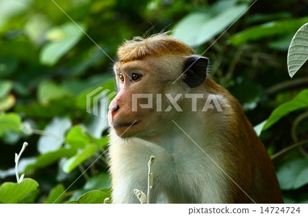 Toque macaque 14724724