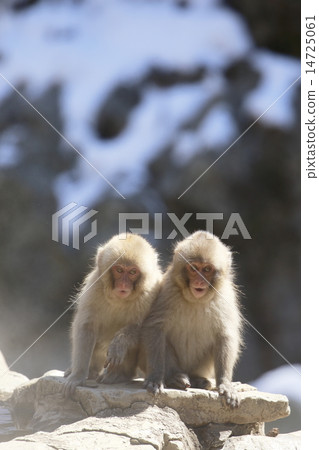 Jigokudani Monkey Park Monkey 14725061
