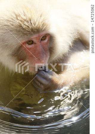 Jigokudani Monkey Park Monkey 14725062
