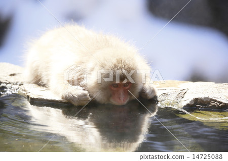地獄谷猴園猴 地獄谷猴園猴 14725088