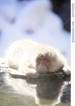 地獄谷猴園猴 地獄谷猴園猴 14725089
