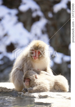 Jigokudani Monkey Park Monkey 14725090