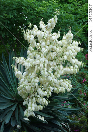 絲蘭又名Atsuru Kimigaya蘭花 14725307