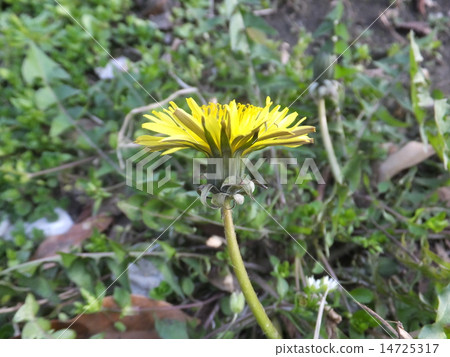 鑑定楊木 14725317